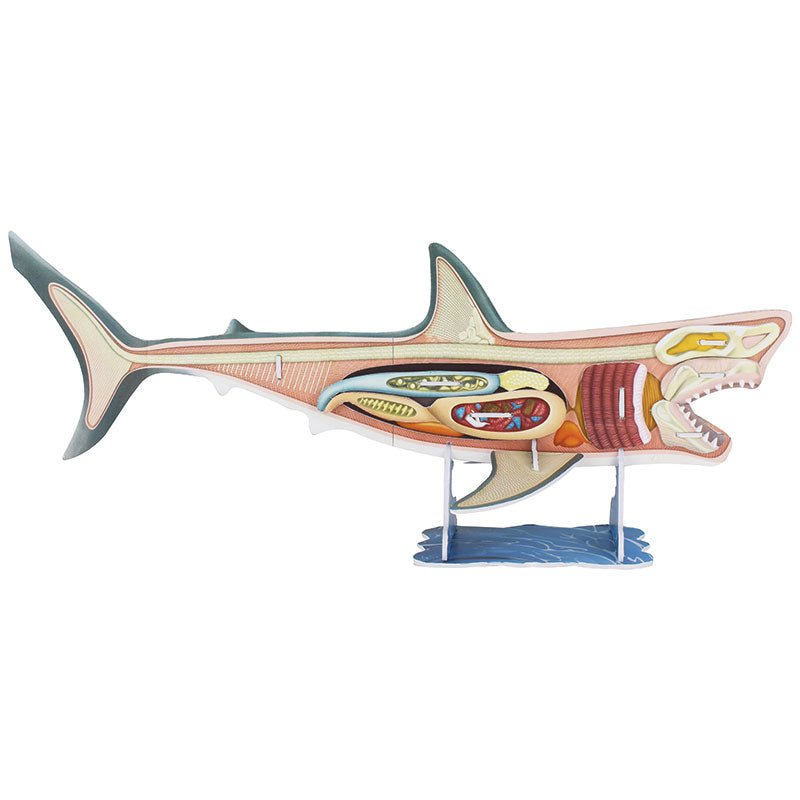 3D Shark Anatomy Construction Model - GeekCore